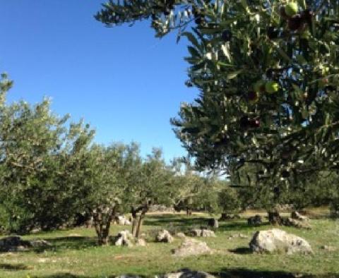 Olivové pole o rozloze 16 000 m2 se stoletými stromy na Brači, oblast Skrip - pic 3