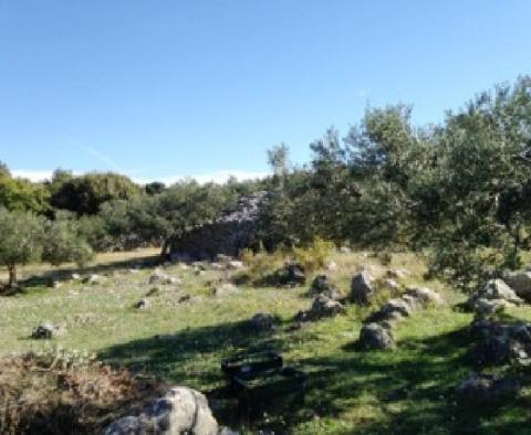 Olivové pole o rozloze 16 000 m2 se stoletými stromy na Brači, oblast Skrip - pic 4