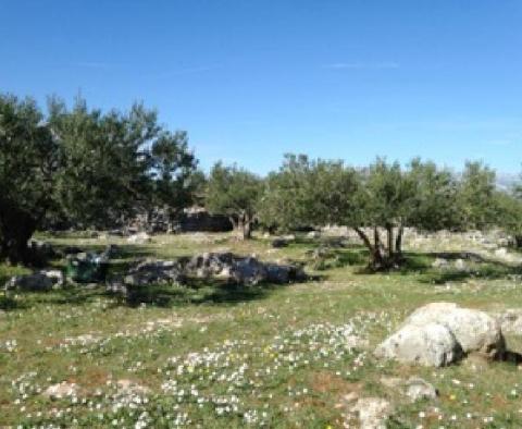 Olivové pole o rozloze 16 000 m2 se stoletými stromy na Brači, oblast Skrip - pic 5
