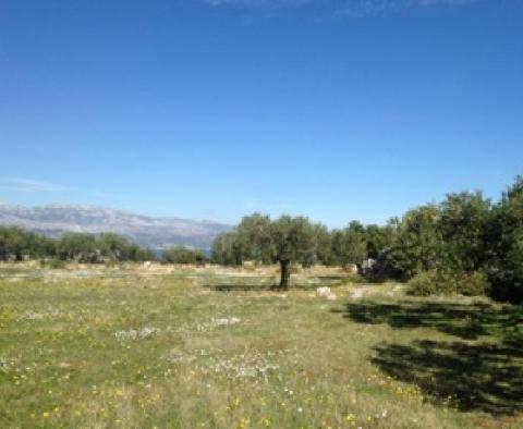 Olivové pole o rozloze 16 000 m2 se stoletými stromy na Brači, oblast Skrip - pic 6