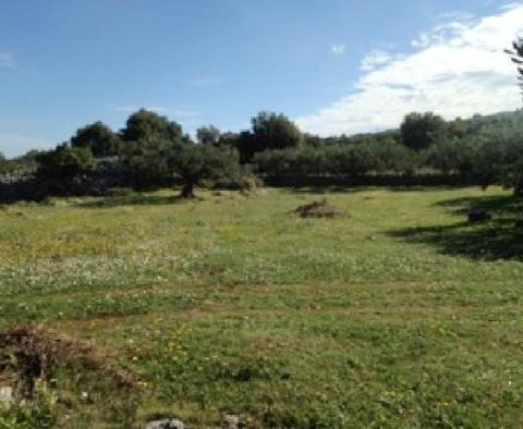 Un champ d'oliviers de 16.000 m² avec des arbres centenaires à Brac, région de Skrip - pic 7