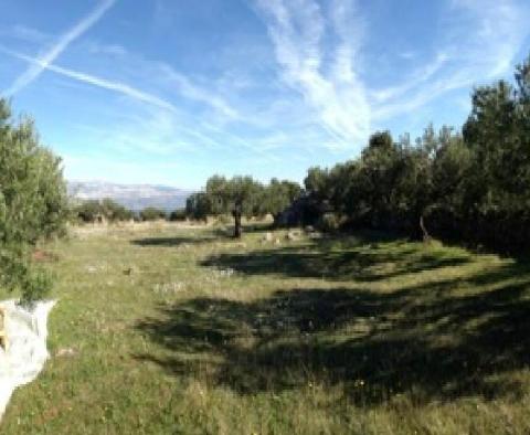 An olive field of 16.000 sqm with hundred century old trees on Brac, Skrip area - pic 8