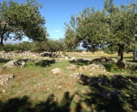 Olivové pole o rozloze 16 000 m2 se stoletými stromy na Brači, oblast Skrip - pic 9