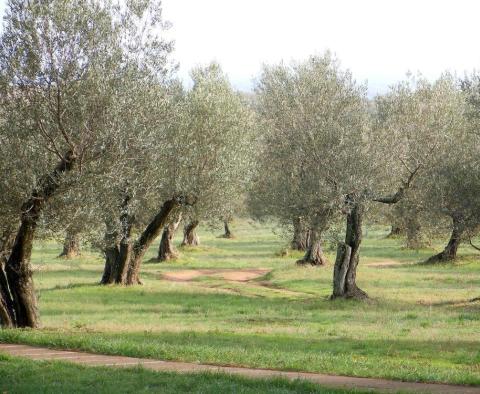 Olivové pole o rozloze 16 000 m2 se stoletými stromy na Brači, oblast Skrip 