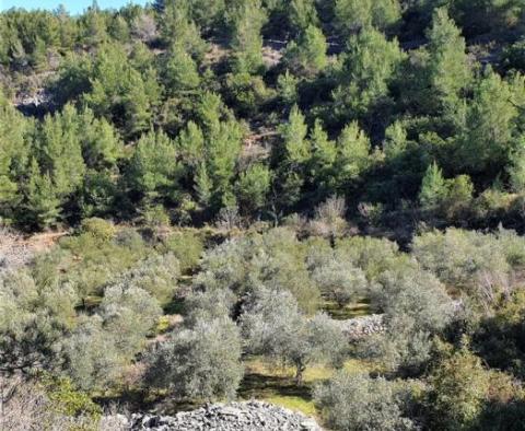 Agricultural land plot 24.000 sqm with a 60 sqm stone object in Jelsa area on Hvar island - pic 3