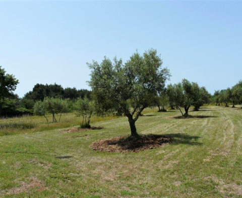 Działka budowlana 3000 m2, Vabriga - pic 2