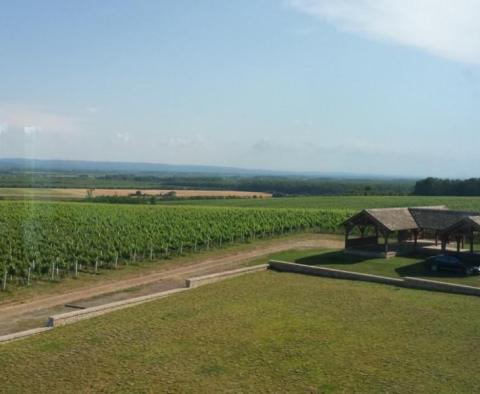 Installation de production de vigne unique en Slavonie - pic 4