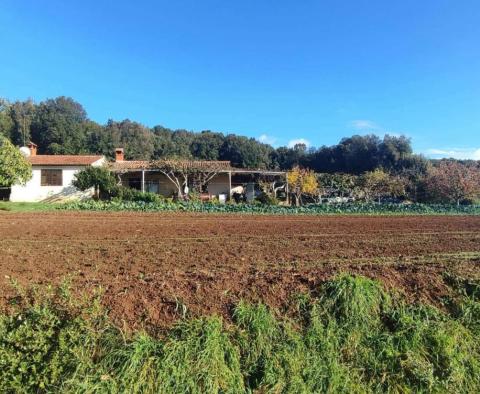 Spacious estate in Rovinj area, walking distance from the sea, on 11000 sq.m. of land - pic 7