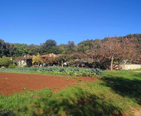 Spacious estate in Rovinj area, walking distance from the sea, on 11000 sq.m. of land - pic 8
