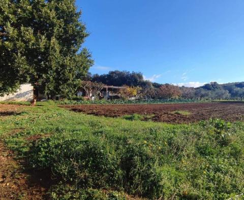 Spacious estate in Rovinj area, walking distance from the sea, on 11000 sq.m. of land - pic 9