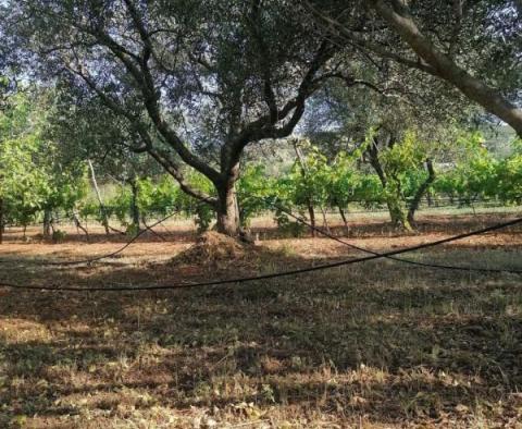 Dům s vinicí v oblasti Rovinj, 1700 metrů od moře - pic 6