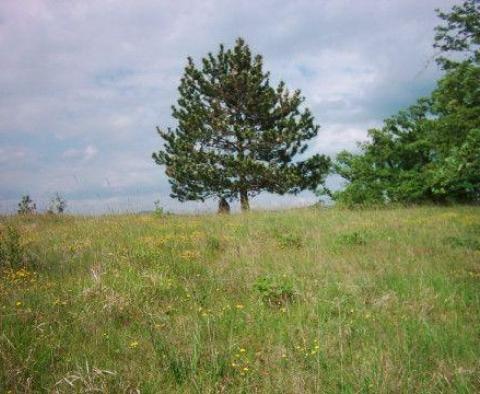 Fantastyczna posiadłość w Novaki Pazinski, Cerovlje, na 8,4 ha ziemi - pic 18