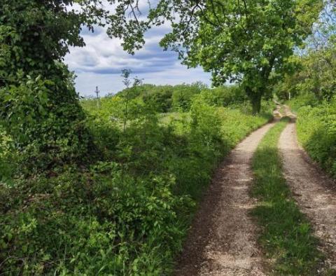 Terrain à bâtir pour investisseurs dans la région de Visnjan près de Porec - pic 6
