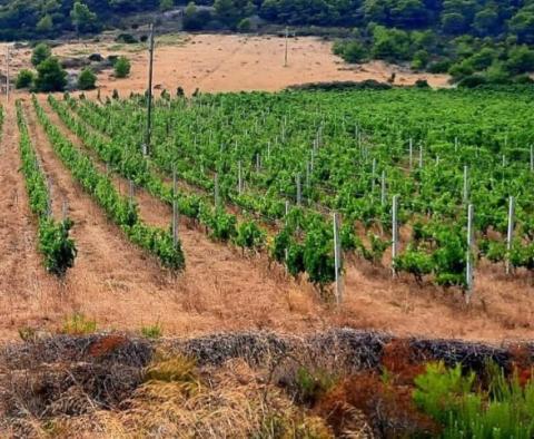 Terrain agricole de 23.450 m² avec 6.000 raisins, maison en pierre et vue mer sur l'île de Vis - pic 7