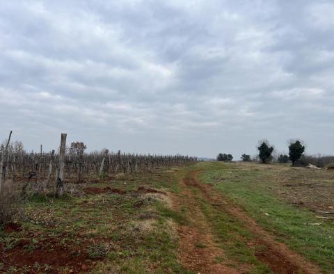 Land in Brtonigla, over 5 hectares 