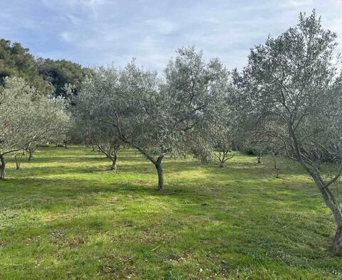 Gaj oliwny z 210 drzewami na wyspie Mali Lošinj, 200 m od morza, na sprzedaż 