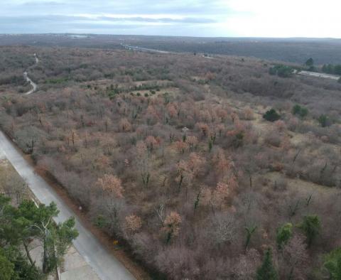 Land for sale in Mrgani, Kanfanar over 2 ha, close to Limska Draga 