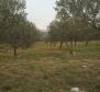 Pozemek ve Vrh na ostrově Krk s olivovým hájem - pic 5