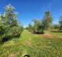 A spacious olive grove with 300 olive trees in Novigrad area - pic 7