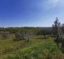 Buje olajfaliget eladó - pic 9