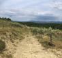Olive grove in Draguć, Cerovlje - pic 3