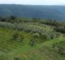 Großzügiges Baugrundstück mit freier Aussicht in der Gegend von Barban! - foto 5