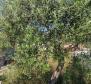 House on Drvenik island in a shell condition, 150m from the sea, for sale - pic 7
