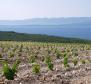 Проект семейной винодельни на острове Хвар, самом солнечном хорватском острове - фото 2