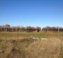 Large plot of land with possibility to construct lux villas, Brtonigla area - pic 7