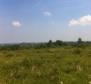 Estate with two stone ruins in Buje area - pic 13