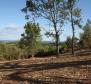 Gorgeous land plot for sale in Buje area with distant sea view - pic 7