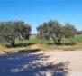 Building land T3 for camping, 10.042 m2, 400 m from the sea, Novigrad 
