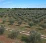 Уникальная оливковая роща в Святом Ловрече, в 14 км от Пореча, 61,250 м2. - фото 3