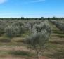 Уникальная оливковая роща в Святом Ловрече, в 14 км от Пореча, 61,250 м2. - фото 4