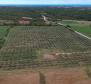 Unique olive grove in Sveti Lovreč which us 14 km from Porec, 61.250m2 - pic 6