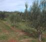 Unique olive grove in Sveti Lovreč which us 14 km from Porec, 61.250m2 - pic 7