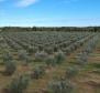 Unique olive grove in Sveti Lovreč which us 14 km from Porec, 61.250m2 - pic 8