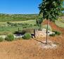 Exceptional agricultural land for sale with a project of 300 sq.m. villa with pool and tennis court, just 1500 meters from the sea - pic 12