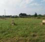 Large estate in Katoro area of Umag just 500 meters from the sea, land plot of 7357 sq.m. - pic 17