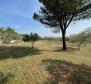 Beautiful estate with olive grove on 5800 sq.m. of land - pic 16