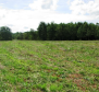 Large agricultural land in Labin, 83500 sq.m. 