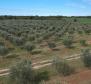 Unique olive grove in Sveti Lovreč which us 14 km from Porec, 61.250m2 - pic 3
