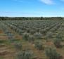 Unique olive grove in Sveti Lovreč which us 14 km from Porec, 61.250m2 - pic 8