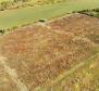 Spacious agricultural land for sale in Buje area, 83.917m2 - pic 2