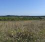 Spacious agricultural land for sale in Buje area, 83.917m2 - pic 13