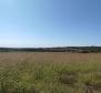 Spacious agricultural land for sale in Buje area, 83.917m2 - pic 14