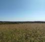 Spacious agricultural land for sale in Buje area, 83.917m2 - pic 18