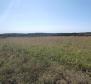 Spacious agricultural land for sale in Buje area, 83.917m2 - pic 21