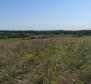 Spacious land plot for sale in Buje area, agricultural purpose, 39.178m2 - pic 2