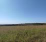 Spacious land plot for sale in Buje area, agricultural purpose, 39.178m2 - pic 9